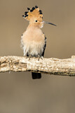 Image. Eurasian Hoopoe