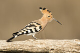 Image. Eurasian Hoopoe