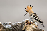 Image. Eurasian Hoopoe