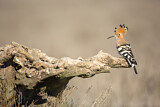Image. Eurasian Hoopoe