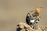 Image. Eurasian Hoopoe