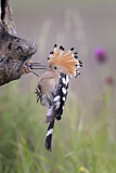 Image. Eurasian Hoopoe