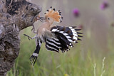 Image. Eurasian Hoopoe