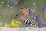 Image. Eurasian Hoopoe