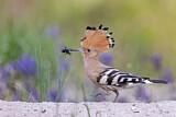 Image. Eurasian Hoopoe