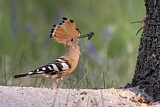 Image. Eurasian Hoopoe