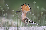 Image. Eurasian Hoopoe