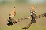 Image. Eurasian Hoopoe