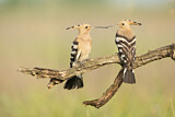Image. Eurasian Hoopoe