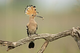 Image. Eurasian Hoopoe