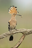 Image. Eurasian Hoopoe