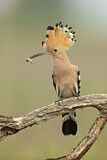 Image. Eurasian Hoopoe