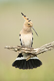 Image. Eurasian Hoopoe