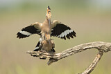 Image. Eurasian Hoopoe