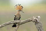 Image. Eurasian Hoopoe