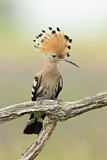 Image. Eurasian Hoopoe