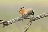 Image. Eurasian Hoopoe
