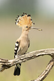 Image. Eurasian Hoopoe