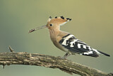 Image. Eurasian Hoopoe