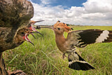 Image. Eurasian Hoopoe