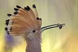 Image. Eurasian Hoopoe