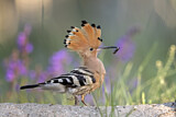 Image. Eurasian Hoopoe