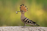 Image. Eurasian Hoopoe