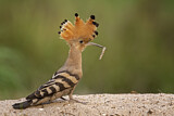 Image. Eurasian Hoopoe