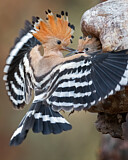 Image. Eurasian Hoopoe