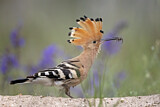 Image. Eurasian Hoopoe