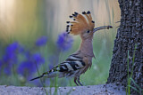 Image. Eurasian Hoopoe