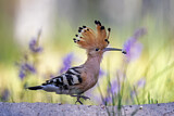 Image. Eurasian Hoopoe
