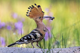 Image. Eurasian Hoopoe