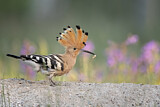Image. Eurasian Hoopoe