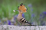 Image. Eurasian Hoopoe