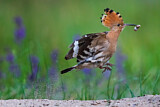 Image. Eurasian Hoopoe