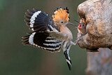 Image. Eurasian Hoopoe