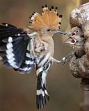 Image. Eurasian Hoopoe