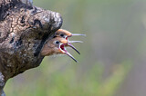 Image. Eurasian Hoopoe