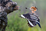 Image. Eurasian Hoopoe