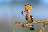Image. Eurasian Hoopoe