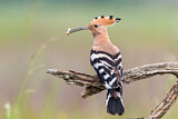 Image. Eurasian Hoopoe