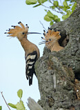 Image. Eurasian Hoopoe