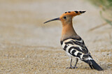 Image. Eurasian Hoopoe