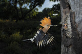 Image. Eurasian Hoopoe