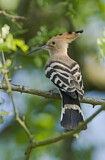 Image. Eurasian Hoopoe