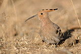 Image. Eurasian Hoopoe