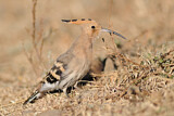 Image. Eurasian Hoopoe