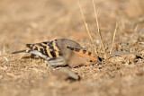 Image. Eurasian Hoopoe