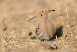 Image. Eurasian Hoopoe